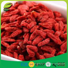 Haute qualité Goji berry Wolfberry Lycium Barbarum meilleur fournisseur chinois de goji